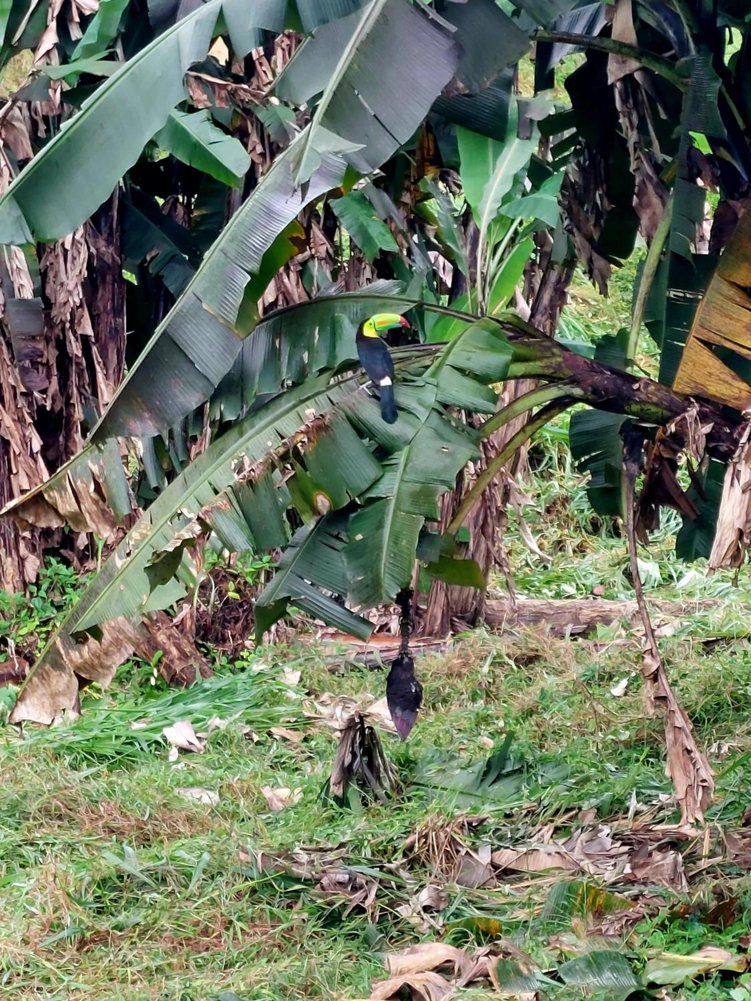 Rustico Villa Arenal La Fortuna Zewnętrze zdjęcie
